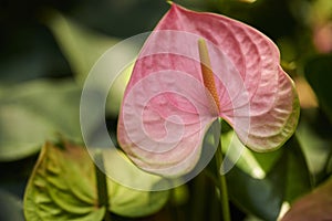 anthurium pink and green