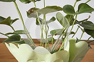 Anthurium plant green plant in a vase