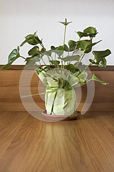 Anthurium plant green plant in a vase