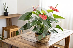 Anthurium Plant on Table