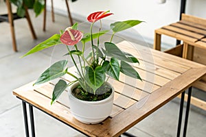 Anthurium Plant on Table