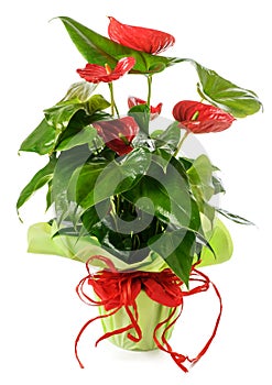 Anthurium plant in vase