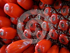 Anthurium plowmanii or anthurium red seeds