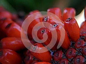 Anthurium plowmanii or anthurium red seeds