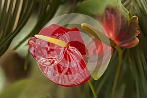 Anthurium. Red flamingo lily, tropical exotic plant