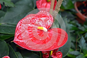 Anthurium - red flowers with yellow pistil