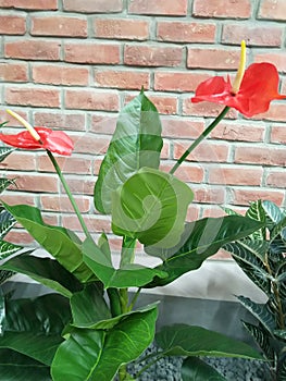 Anthurium Red Plant indoor