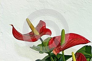 Anthurium Red spadix, flamingo flower