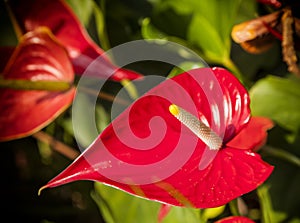 Anthurium