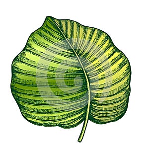 Anthurium Regale Tropical Leaf Color Hand Drawn Vector photo