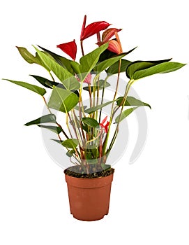Anthurium Robino
