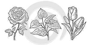 Anthurium, rose and tulip flower with leaves. Black engraving vintage vector illustration