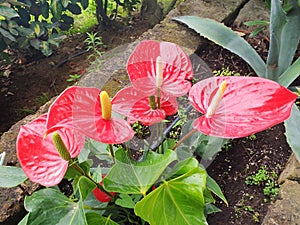 Anthurium scherzerianum bushes with red flowers