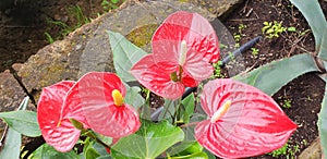 Anthurium scherzerianum bushes with red flowers