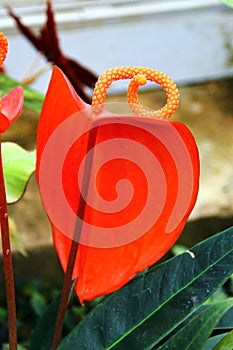 Anthurium scherzerianum, the flamingo flower or pigtail plant, a tropical epiphyte, growing on trees in the rainforest