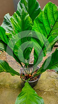 The Anthurium schlechtendalii ornamental plant is much liked by flower lovers