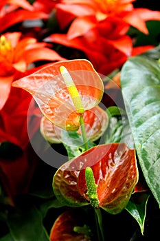 Anthurium sp. - favourite ornamental indoor plant photo