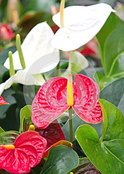 Anthurium or Spadix Flower