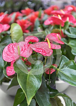 Anthurium, tailflower, flamingo flower, and laceleaf. Flowers for the garden, park, balcony, terrace