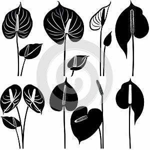 Anthurium (tailflower, flamingo flower, laceleaf) Pot Plant Icon Set, Anthurium Plant Flat Design