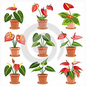 Anthurium (tailflower, flamingo flower, laceleaf) Pot Plant Icon Set, Anthurium Plant Flat Design