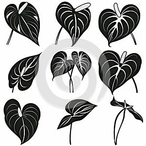 Anthurium (tailflower, flamingo flower, laceleaf) Pot Plant Icon Set, Anthurium Plant Flat Design