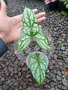 Anthurium tato