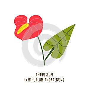 Anthurium tropical flower