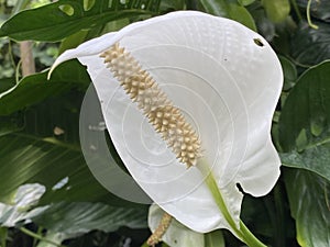 Anthurium White Winner Anthurium andreanum, Tailflower, Painter`s palet