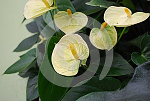 Anthurium Yellow grow in the flower pot.