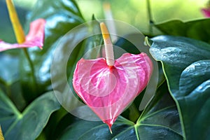 Anthuriums bloom in a small garden.