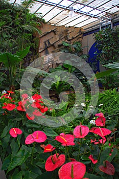 Anthuriums In Tropical Garden