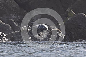 Anthurs or Steinger seals (Phoca vitulina stejnegeri) on Shikotan Island