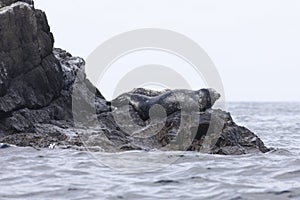 Anthurs or Steinger seals Phoca vitulina stejnegeri on Shikotan Island, South Kuriles