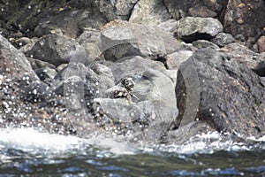 Anthurs or Steinger seals Phoca vitulina stejnegeri on Shikotan Island, South Kuriles