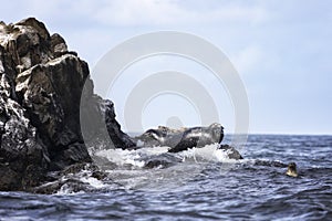 Anthurs or Steinger seals  on Shikotan Island, South Kuriles