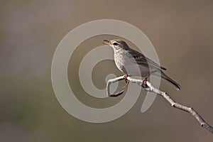 Anthus rufulus, paddyfield pipit on a branch, Bardia, Nepal