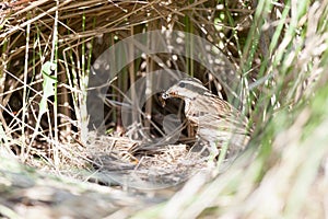 Anthus trivialis. The nest of the Tree Pipit in nature.