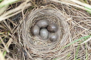 Anthus trivialis. The nest of the Tree Pipit in nature.