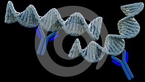 Anti-double stranded DNA antibodies target antigen of which is double stranded DNA photo