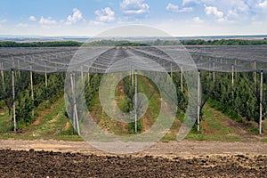 Anti-hail net protection for fruit