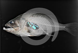 Anti ocean plastic idea of a x-rayed fish with plastic waste in its belly