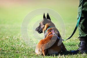 Anti poaching dog and handler