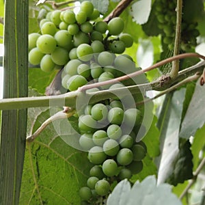 Antibacterial Activity of Grape & x28;Vitis vinifera, Vitis rotundifolia& x29; Seeds