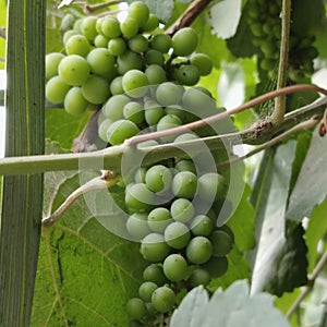 Antibacterial Activity of Grape & x28;Vitis vinifera, Vitis rotundifolia& x29; Seeds photo