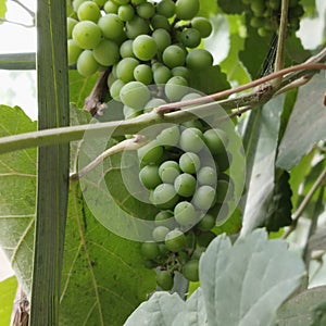 Antibacterial Activity of Grape & x28;Vitis vinifera, Vitis rotundifolia& x29; Seeds photo