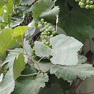 Antibacterial Activity of Grape & x28;Vitis vinifera, Vitis rotundifolia& x29; Seeds photo