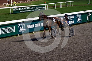 Antibes, France. 17.08.2020 Horses trotter breed in motion on hippodrome. Harness horse racing.