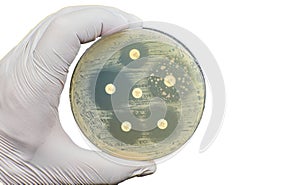 Antibiogram Antimicrobial susceptibility resistance bacteria diffusion test
