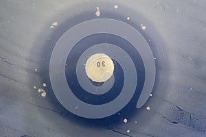 Antibiotic with clear zone.